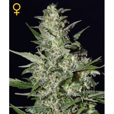 Super Critical Autoflowering